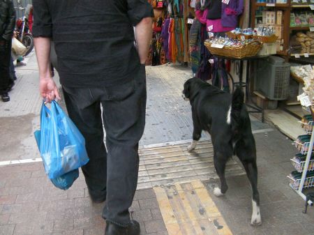 large black dog walking alongside man