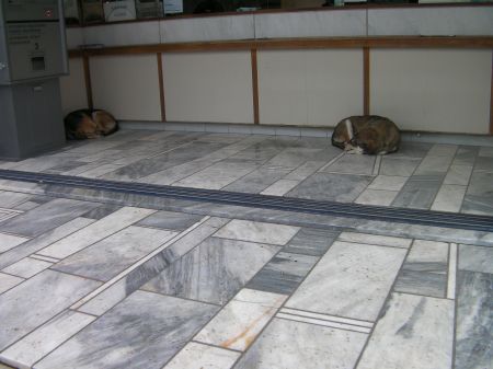 Two Dogs two dogs sleeping in the Acropolis ticket office