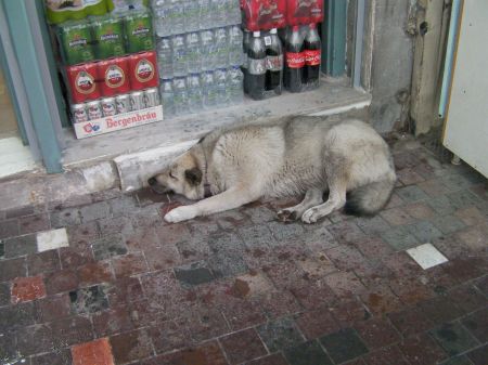 Storefront Dog pale grey dog near a store doorway