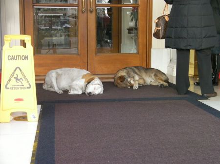 Hotel Dogs two dogs sleeping on a hotel porch