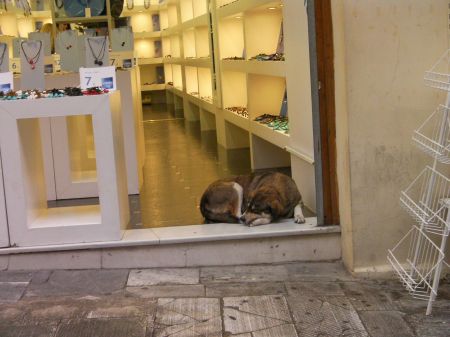 Shop Dog dog sleeping just inside a shop