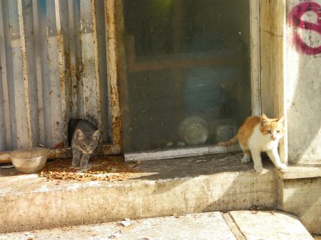a yellow and white kitten and a grey kitten