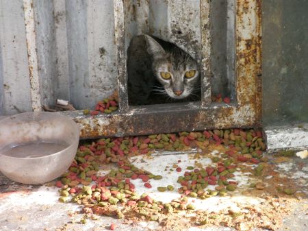 mother cat being very watchful