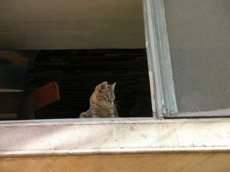 tabby in a second story open window