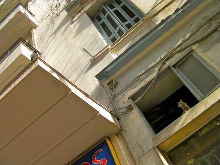 cat in the window watching the pigeon on a nearby ledge