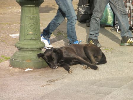 black lab dog sleeping against a street lamp