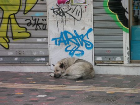 grey dog sleeping under some graffiti