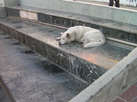 white dog sleeping on marble steps