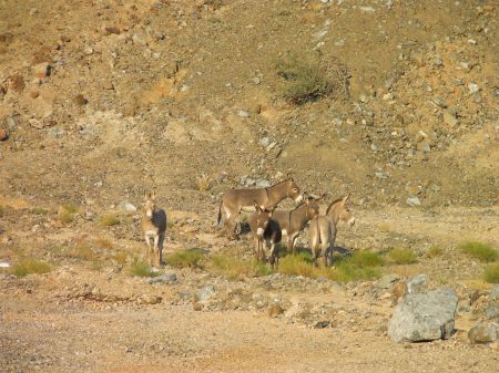five donkeys