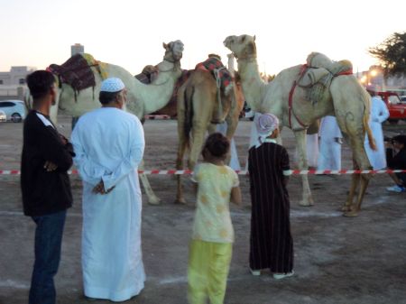 FortFriday1 three camels and people observing