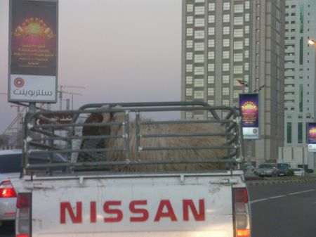 a ram in the back of a small truck