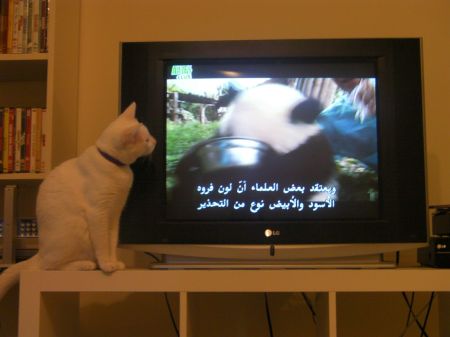 white cat sitting next to TV watching a panda