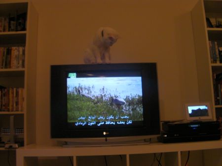 cat sitting on top of the TV looking down at it