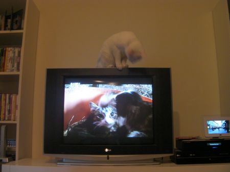 cat on top of TV looking down at a cat and kittens