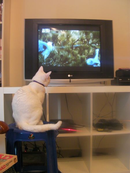 cat sitting on a stool in front of the TV