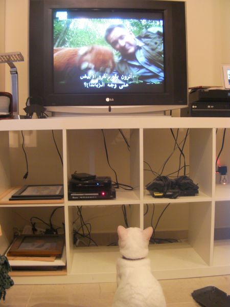 white cat looking up at a red panda on the tv 