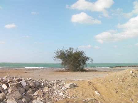RAK Beach beach, green bush, and the Arabian gulf