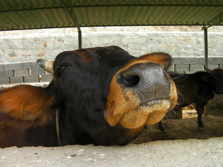 Cow Hello close up of a cow