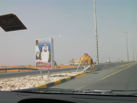 Camels Crossing the Road two camels crossing a road