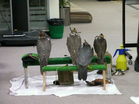 four hooded falcons