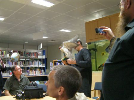 falcon being taken through the audience to be seen and touched