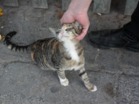 Street Kitty calico/tabby stray cat