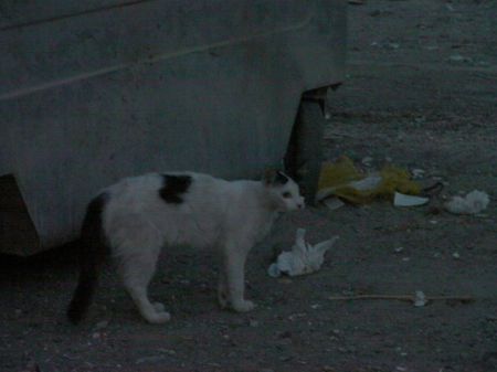 Stray Cat a stray cat next to a dumpster