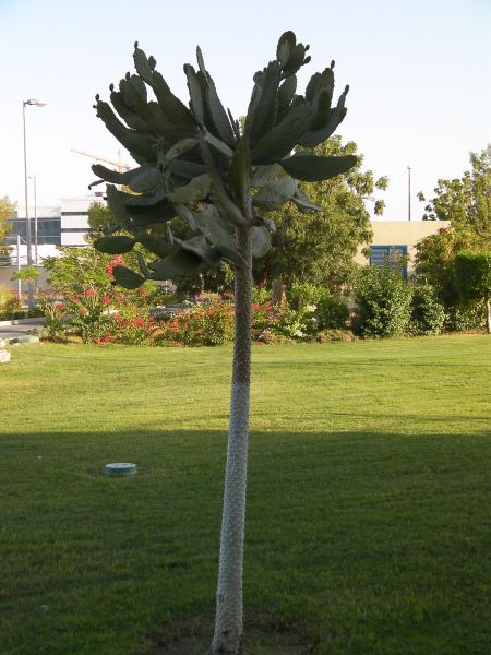 Cactus Tree tall cactus with a long trunk