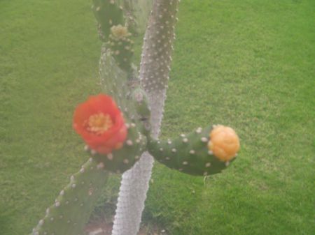 Cactus Bloom small orange bloom
