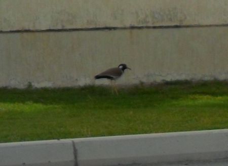 red waddled lapwing - a water bird