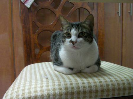 tabby