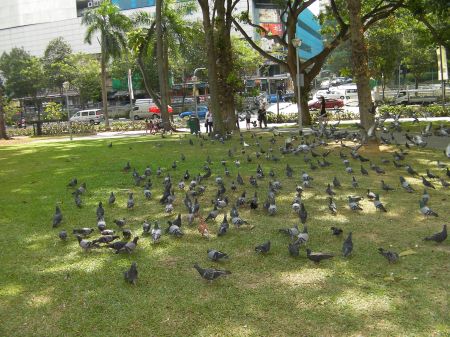 pigeons in a park