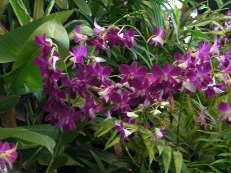 Orchids deep purple orchids