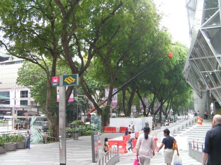 old growth trees on a busy urban street