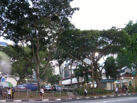 trees