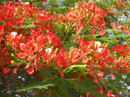 Poinciana regia orange blossoming tree
