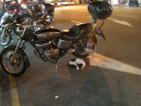 cat curled up and sleeping under a motorcycle parked at the side of the street