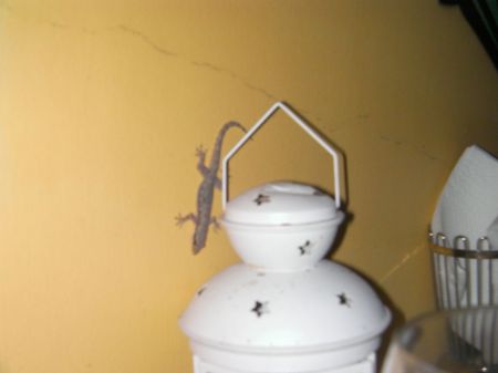 small lizard clinging to the wall