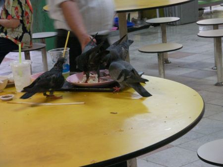 pigeons eating rice from an abandoned plate