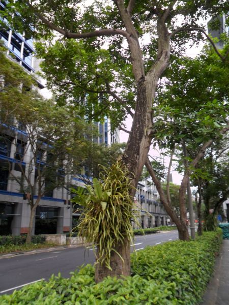 tree with ferns growing up the trunk