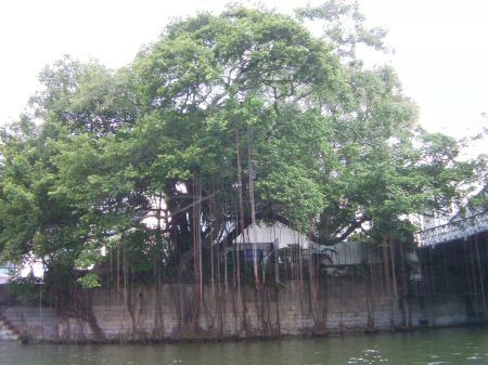 large tree on shore of the river