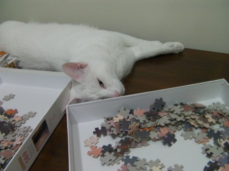 Helping white cat laying next to a jigsaw puzzle box