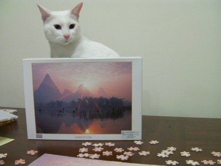 Cat in the Box white cat sitting in the puzzle box