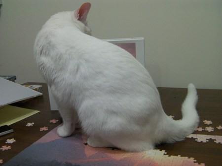 Not Helpful white cat sitting on the partially assembled puzzle