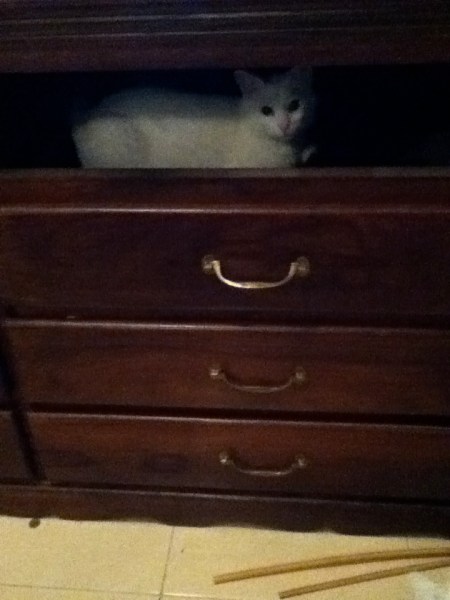 white cat inside a set of dresser drawers