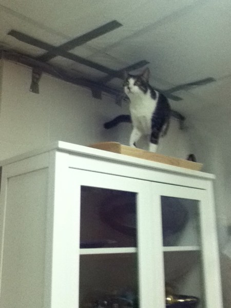 tabby cat on top of cabinet investigating the plastic sheeting duct taped to the ceiling
