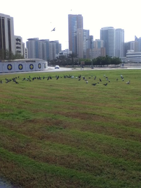 Pigeon Roundabout roundabout with only grass and a flock of pigeons