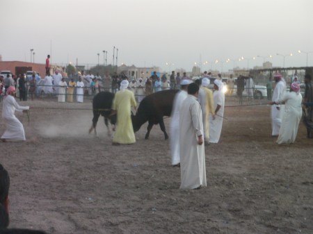 Bull Butting two bulls butting heads