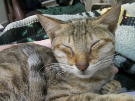 light brown tabby