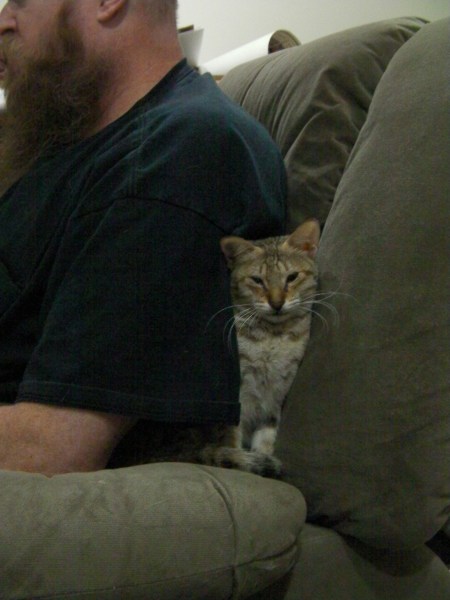 tabby kitten nestled behind an arm